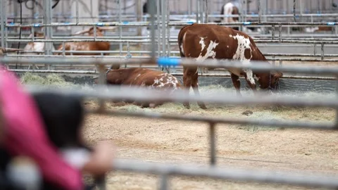 Houston Rodeo Carnival Video stock 307210672