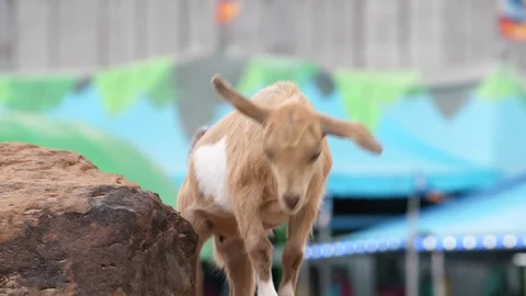 Houston Rodeo Carnival 動画素材 307210705