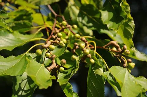  Hovenia dulcis, Japanischer Rosinenbaum Hovenia dulcis, Japanischer Rosin... Stock Photos