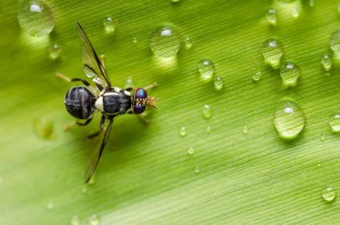 Hover files in the nature Stock Photos