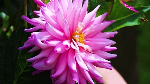 Hover Flies Collecting Nectar From Pink Dahlia Nova Flowers In Summer Breeze Stock Footage 312685305