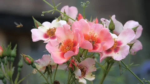 Hover flies on a red rose Stock Footage 116199080