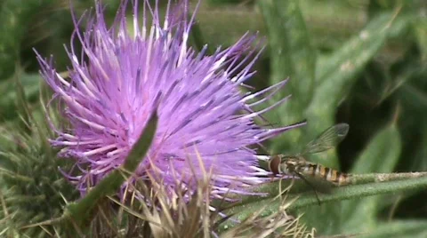 Hover flies on thistle Video stock 489516