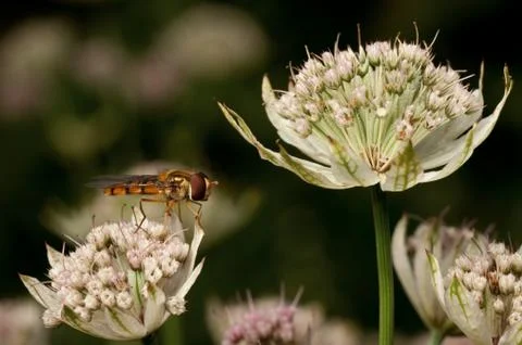 Hover fly in Astrantia flower Foto stock