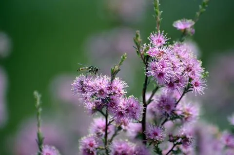 Hover fly on Australian violet Kunzea flowers Stock Photos