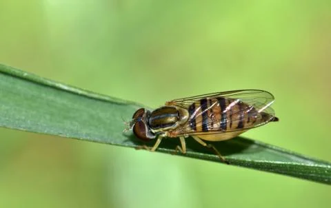 Hover fly on a blade of grass. Foto stock