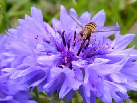 Hover fly on a blue flower Stock Photos