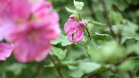 A hover fly collecting nectar from a pink flower 動画素材 112185832