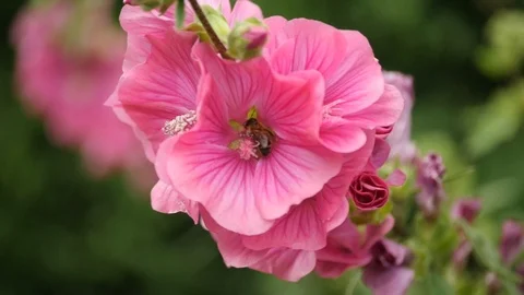 A hover fly collecting nectar from a pink flower Stock Footage 112185979