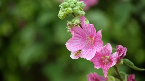 A hover fly collecting nectar from a pink flower Stock Footage 112186105