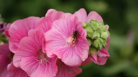 A hover fly collecting nectar from a pink flower Stock Footage 112186348