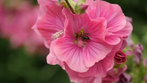 A hover fly collecting nectar from a pink flower Stock Footage 112186423
