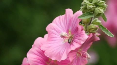 A hover fly collecting nectar from a pink flower Stock Footage 112186471
