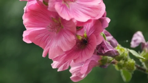 A hover fly collecting nectar from a pink flower Stock Footage 112186663