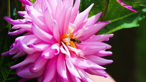 Hover Fly Collecting Nectar From Pink Dahlia Nova Flowers In The Summer Breeze Stock Footage 312685306