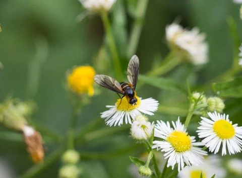 Hover fly on daisy in spring time Foto stock
