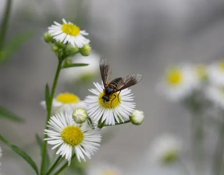 Hover fly on daisy in spring time Stock Photos