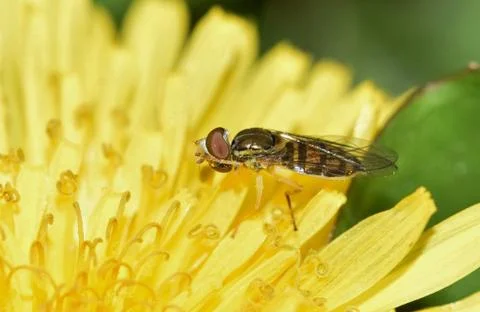 Hover fly on a dandelion flower. Foto stock