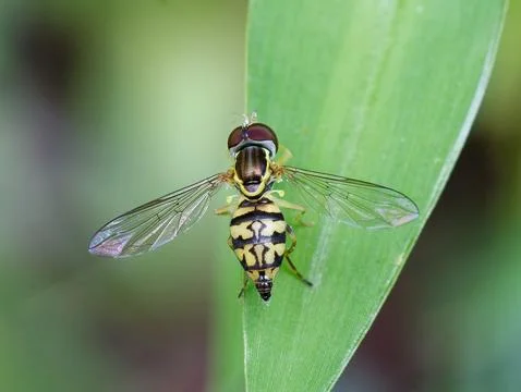 Hover Fly feeding on flower nectar and pollen. 写真素材