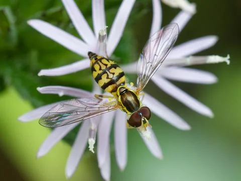 Hover Fly feeding on flower nectar and pollen. Stockfoto's
