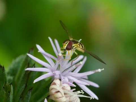 Hover Fly feeding on flower nectar and pollen. Fotos de archivo