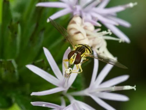 Hover Fly feeding on flower nectar and pollen. Foto stock