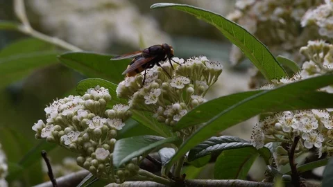 Hover fly feeding on garden tree flowers Stock Footage 121317977