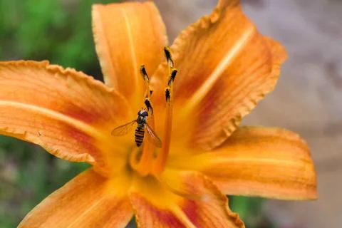 Hover Fly Feeding. Stock Photos