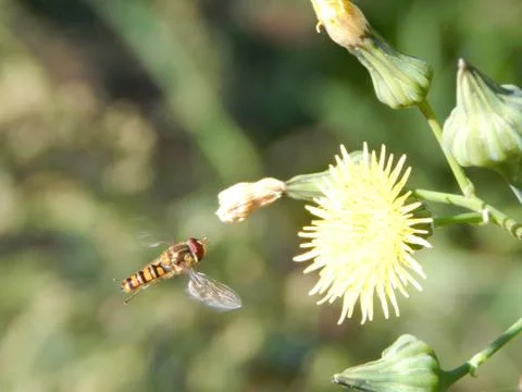 Hover fly flies towards the flower, closeup Stock Photos