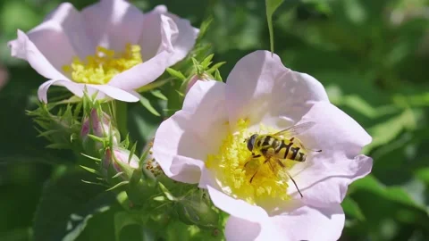 Hover fly on a flower of rose hips Stock Footage 158456859