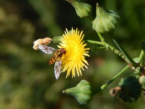 Hover fly on the flower while  rainbow colors shine on its wings Stock Photos