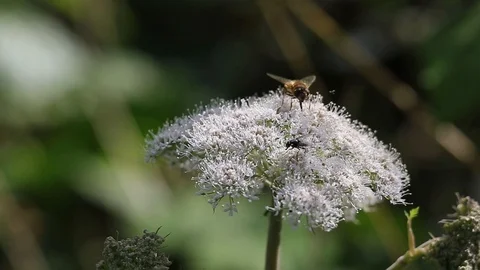 Hover fly Stock Footage 113848292