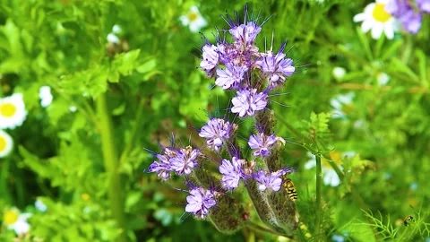 Hover-fly Gathering Nectar From Purple Lacy Phacelia Flowers In The Breeze Stock Footage 312384608