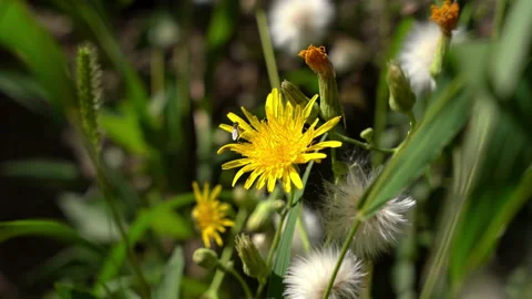 Hover Fly gathering pollen from Perennial Sow Thistle amongst the grass Stock Footage 211376321