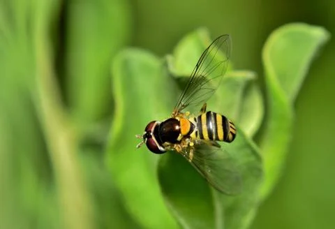 Hover fly in a green shrub. Stock Photos