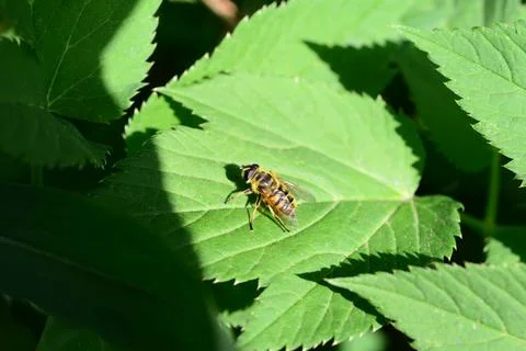 Hover fly on a grren cabbage leaf as a close up Stock Photos