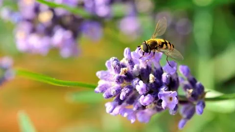 Hover fly on lavender Stock Photos