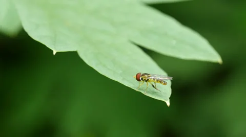 Hover Fly on Leaf in HD 4K 動画素材 38408827