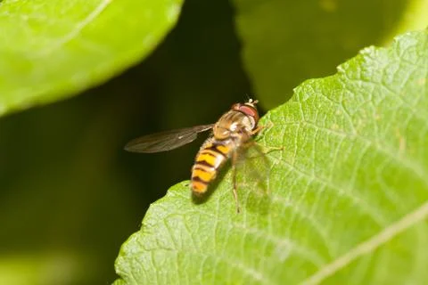 Hover fly on leaf Stock Photos