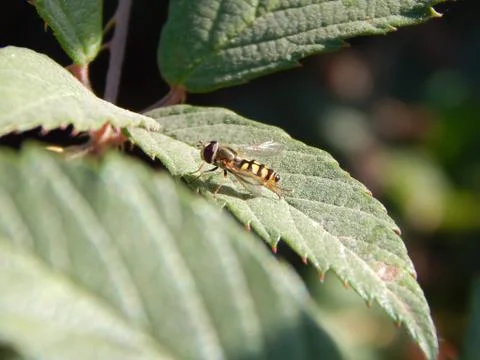 Hover fly on the leaf on a sunny day, closeup Stock Photos