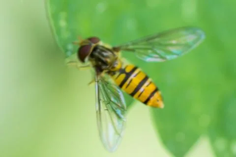 Hover fly looking like bee on leaf Stock Photos