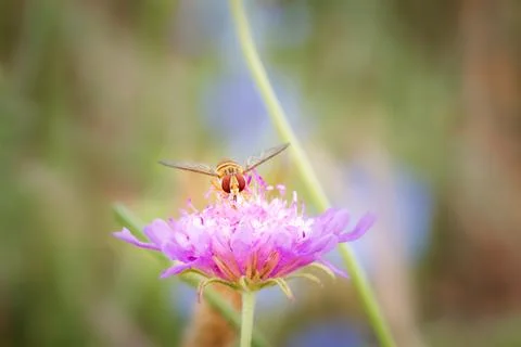 Hover fly or flower fly with big red eyes and yellow stripes on the body, fee Stock Photos