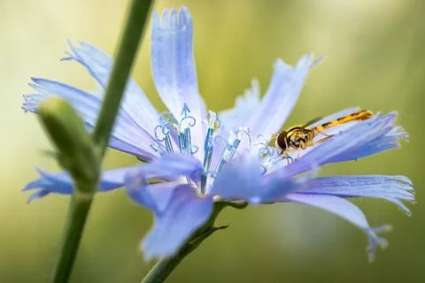 Hover fly or flower fly with big red eyes and yellow stripes on the body, fee Stock Photos