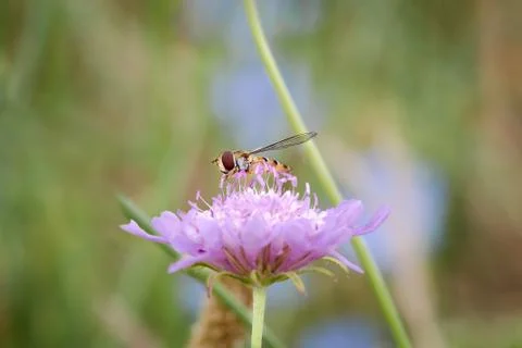 Hover fly or flower fly with big red eyes and yellow stripes on the body, fee Stock Photos