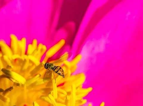 Hover fly on a peony flower Stock Photos