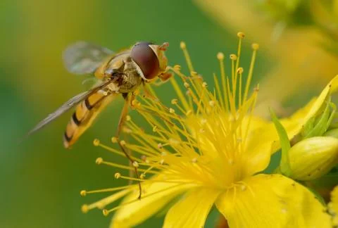 Hover fly Stock Photos