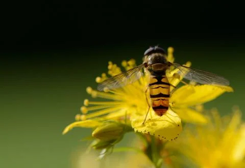 Hover fly Stock Photos