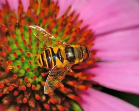 Hover-fly Stock Photos