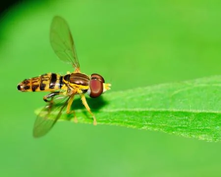 Hover-fly Stock Photos