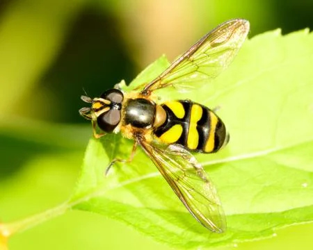 Hover-fly Stock Photos